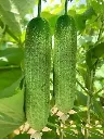 cukumber4.webp
