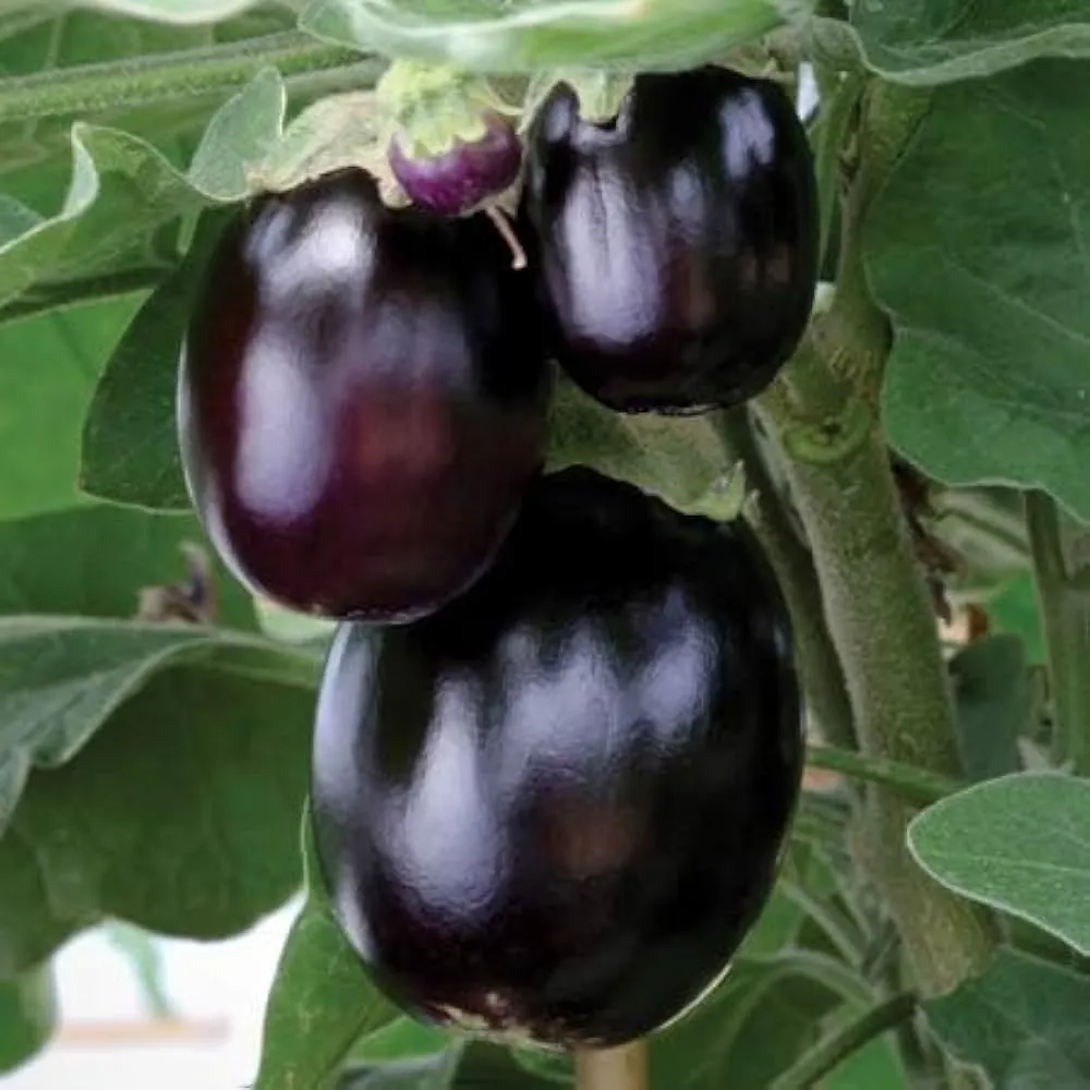 gol brinjal1.webp