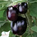 gol brinjal1.webp