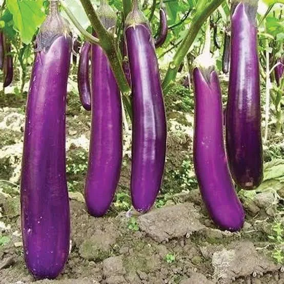 brinjal2.webp