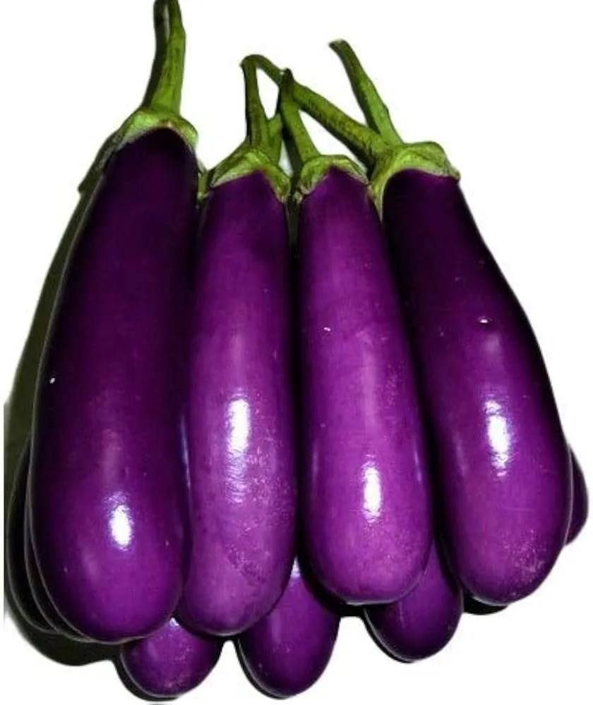 brinjal1.webp