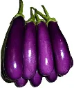 brinjal1.webp