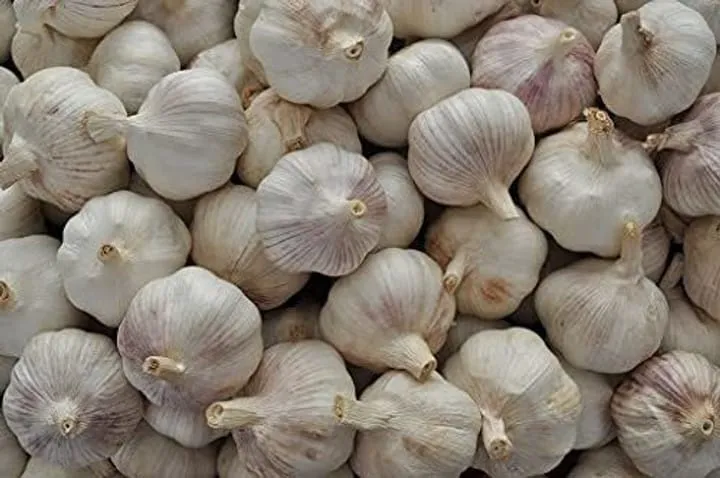 garlic4.webp