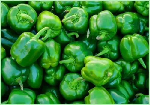 capsicum3.webp