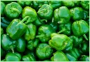 capsicum3.webp