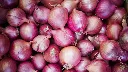 onion3.webp