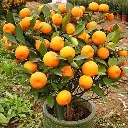 orange1.webp