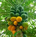 papaya1.webp