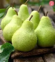 pear2.webp