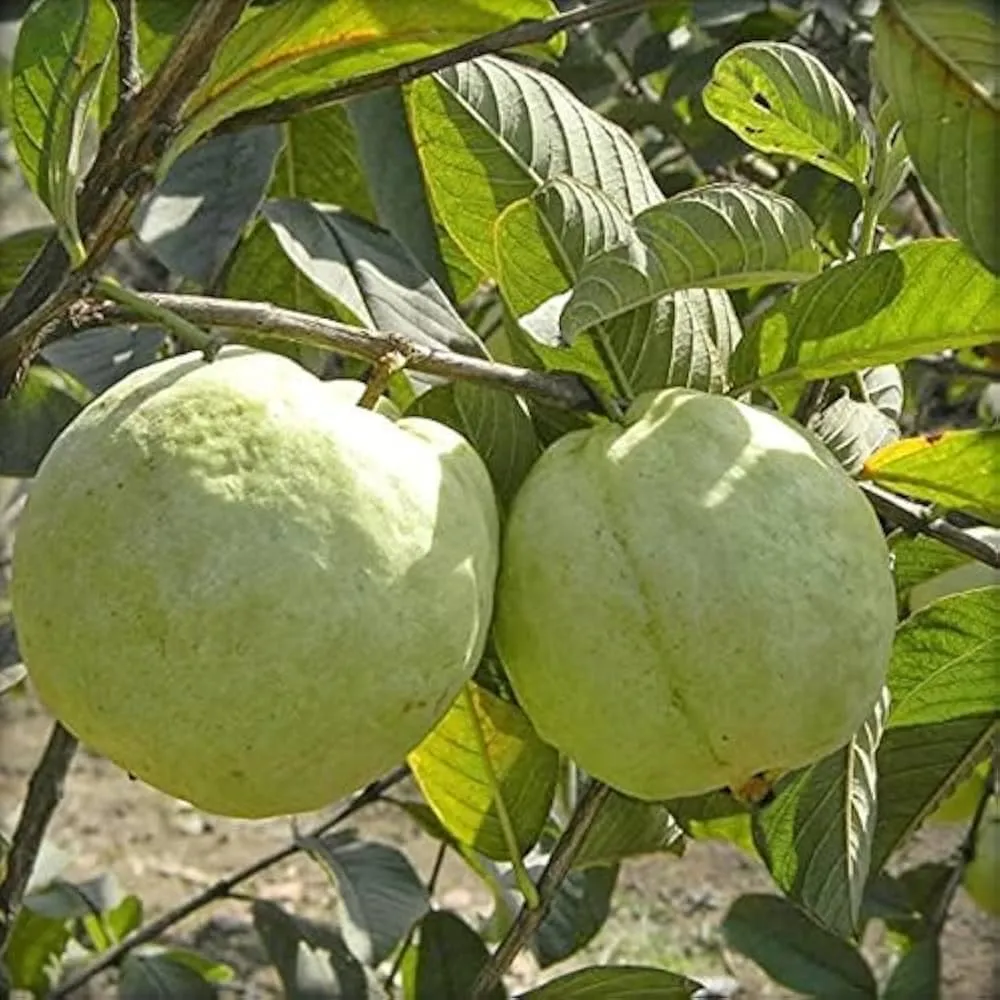 guava3.webp