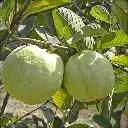 guava3.webp