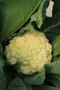 cauliflower2.webp
