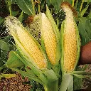 corn2.webp