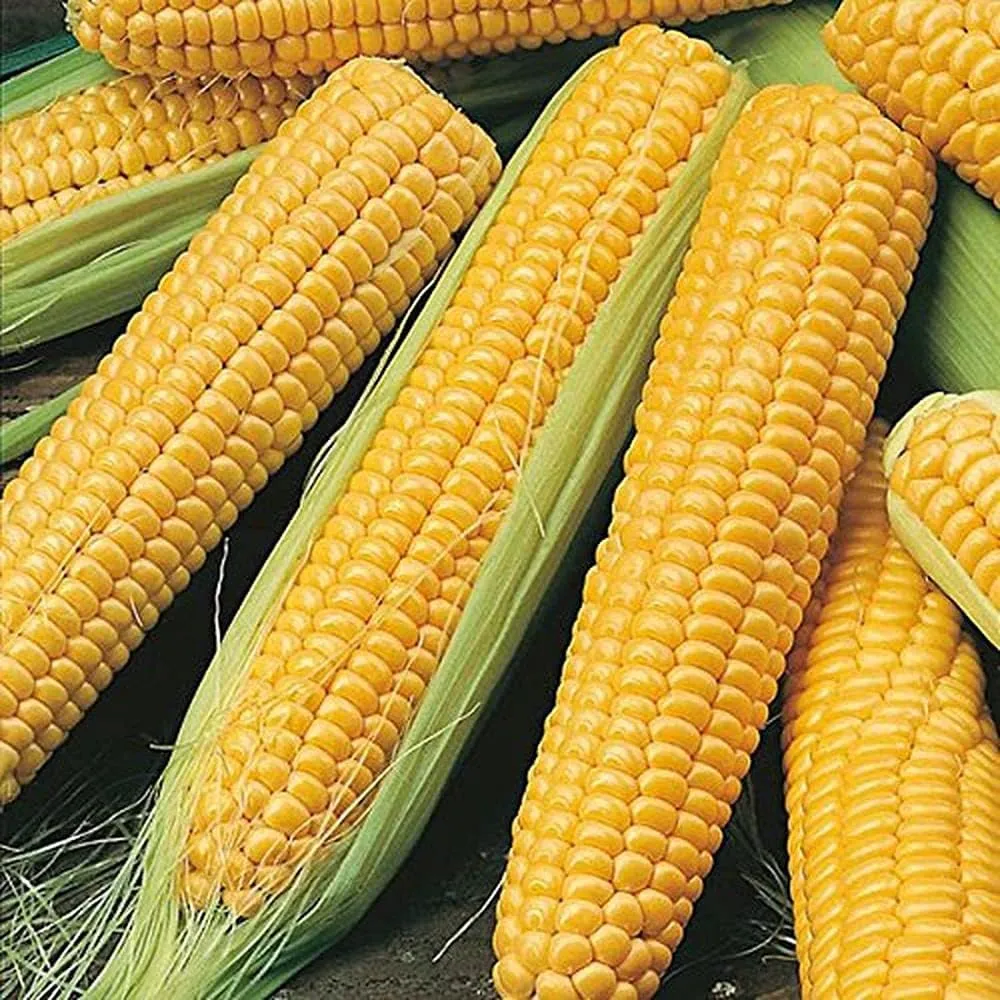 corn1.webp