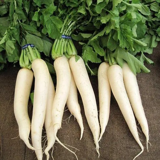 Radish / muli