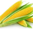 Sweet corn