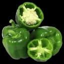 Green Capsicum /simlamirch