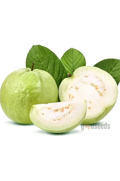 Guava fruits